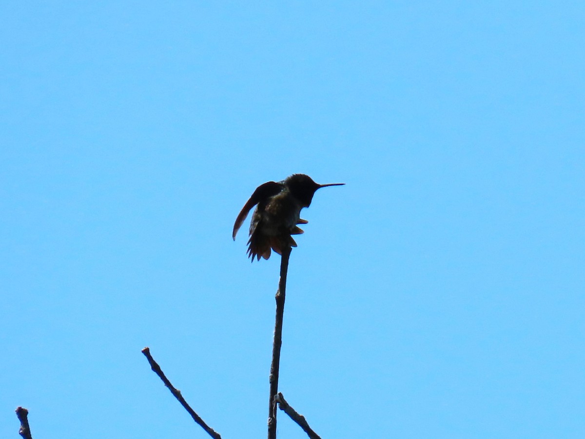 Ruby-throated Hummingbird - Pat Sterbling