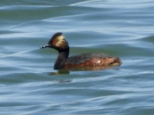 Eared Grebe - Jim Davis