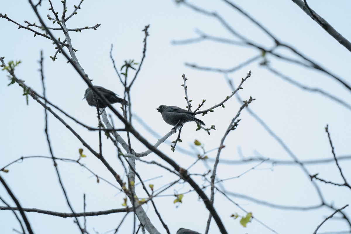 Rusty Blackbird - John Kuenzli