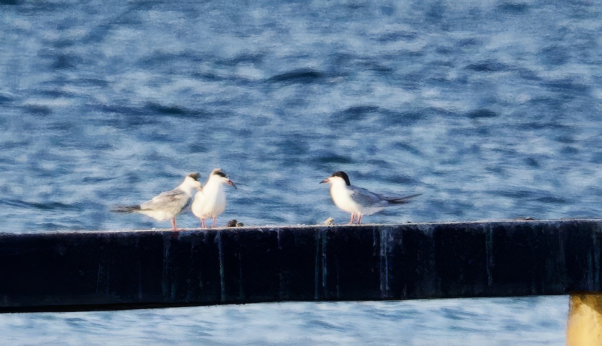 Forster's Tern - Jeremy Pete