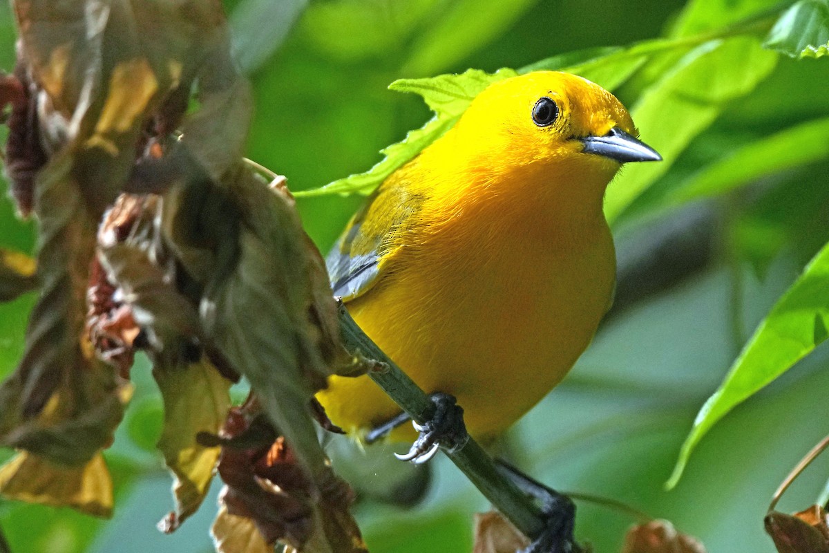 Prothonotary Warbler - Robert Goss