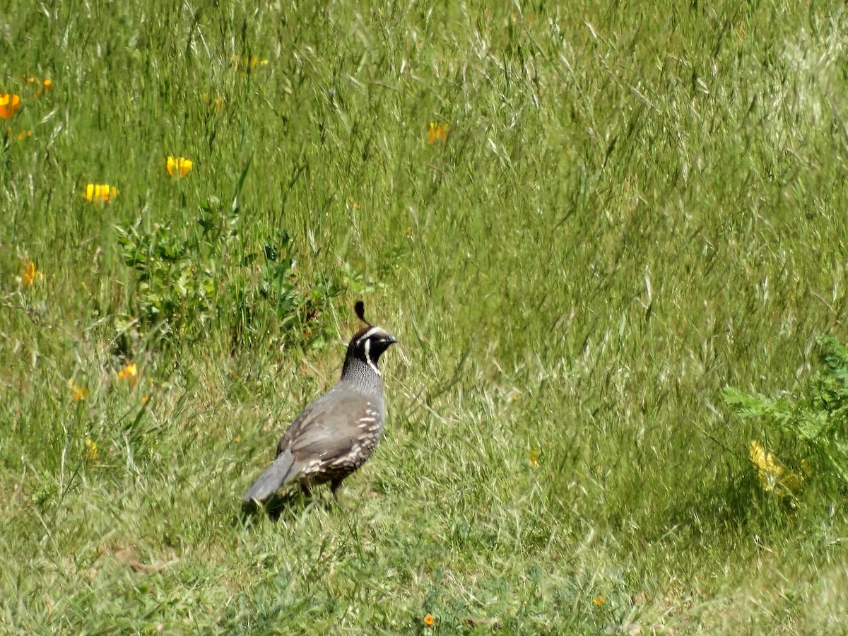 California Quail - Ciara Kelly