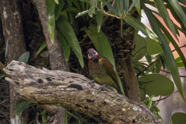 Golden-olive Woodpecker - Mason Flint