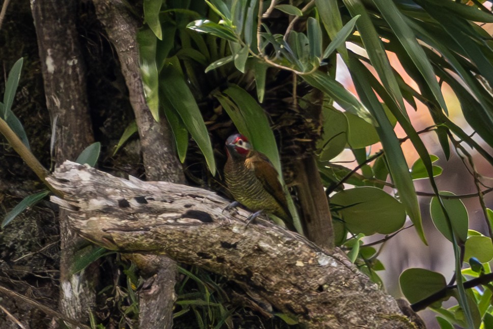 Golden-olive Woodpecker - Mason Flint