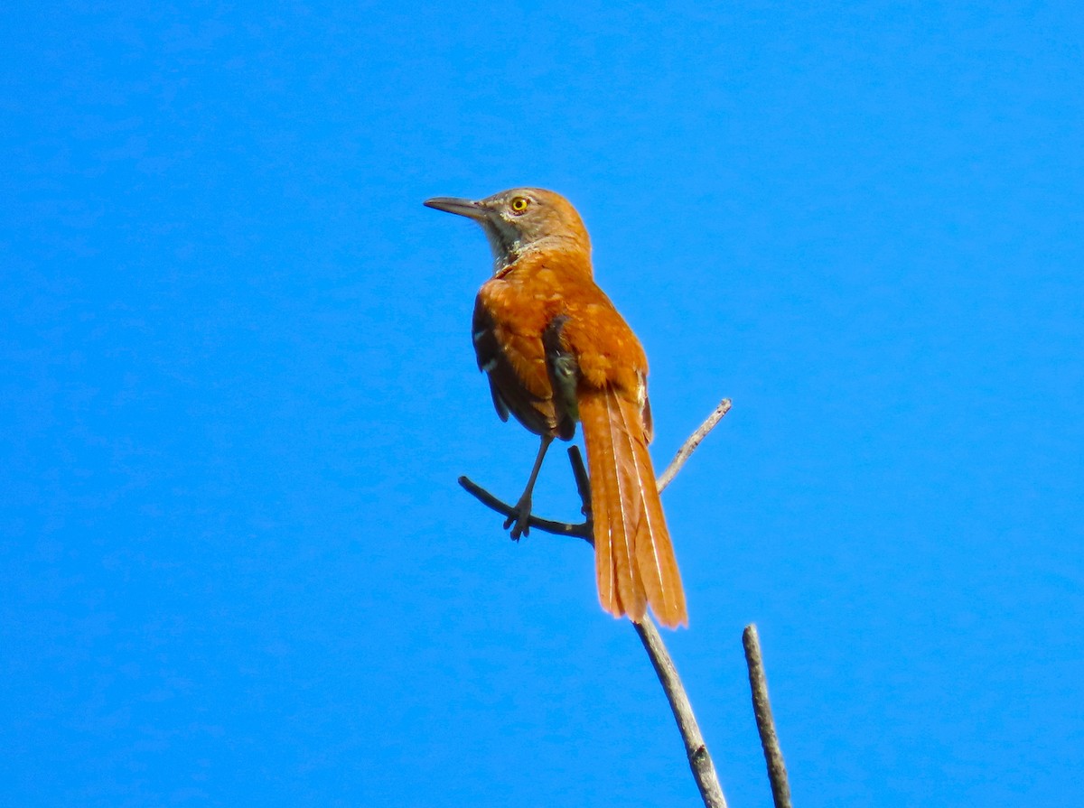 Brown Thrasher - Pat Sterbling