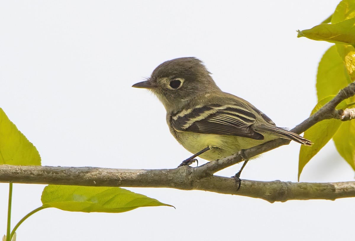 Least Flycatcher - ML619508227