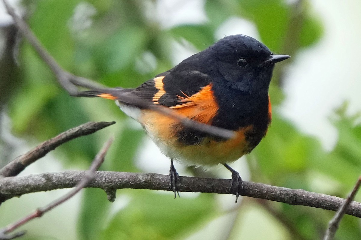 American Redstart - Robert Goss