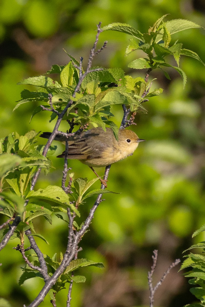 Yellow Warbler - Anonymous