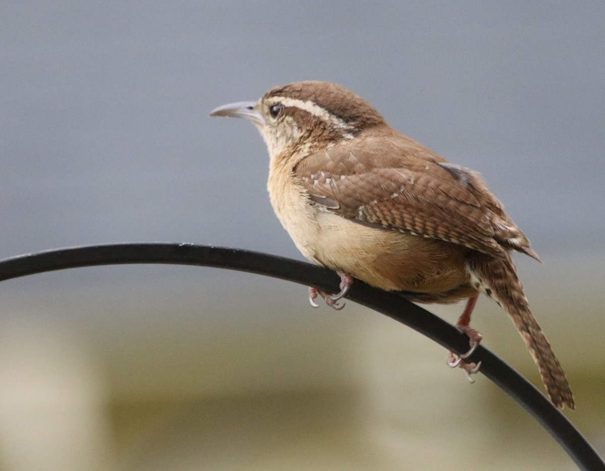 Carolina Wren - Betty Thomas