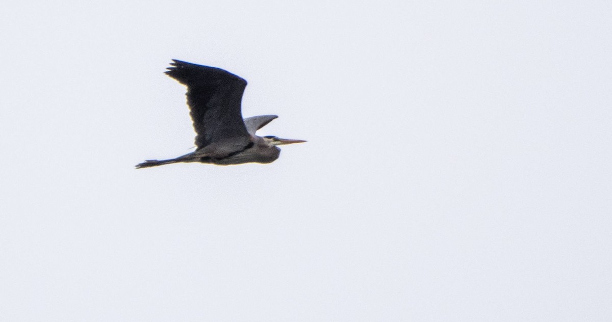 Great Blue Heron - Matt M.