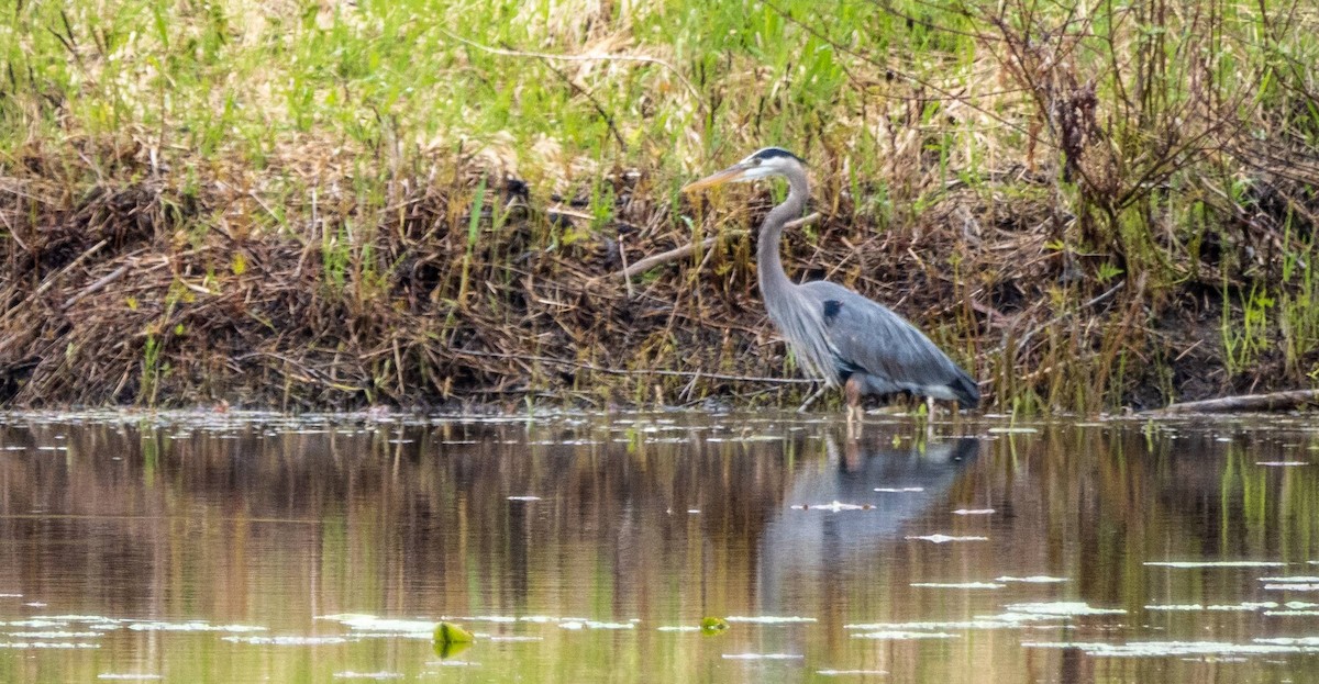 Great Blue Heron - Matt M.