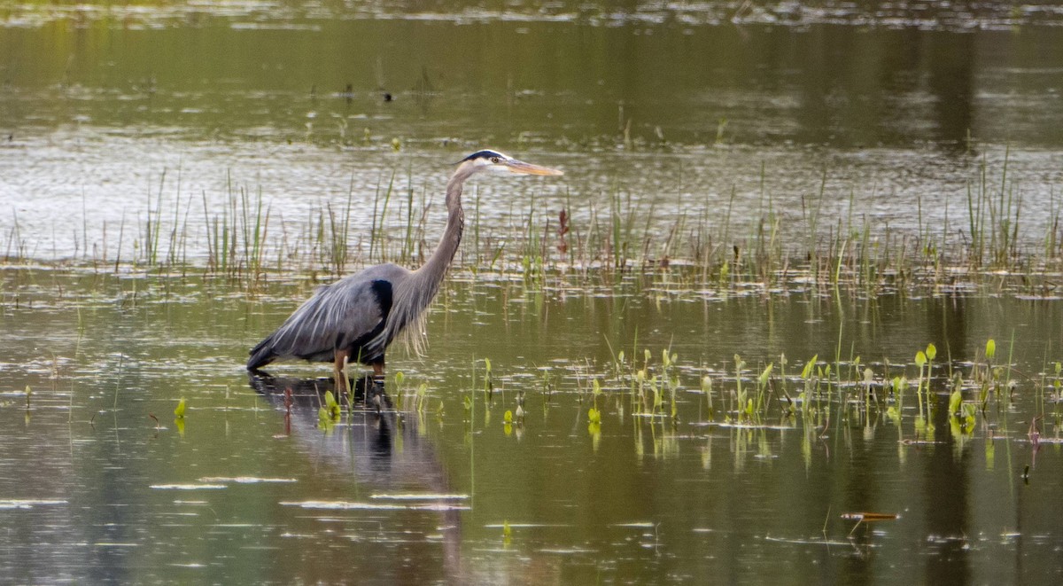 Great Blue Heron - Matt M.