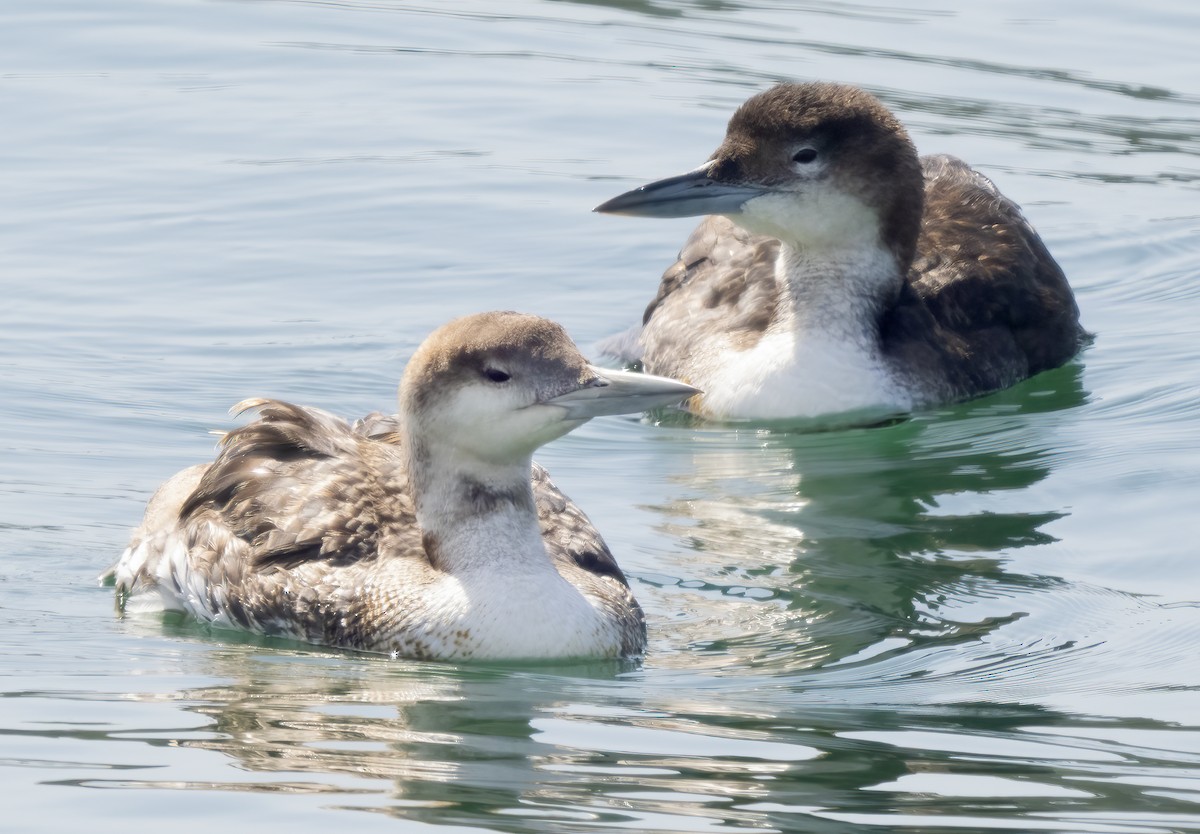 Common/Yellow-billed Loon - Mark Chappell