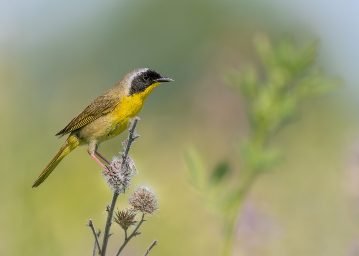 Common Yellowthroat - Dori Eldridge