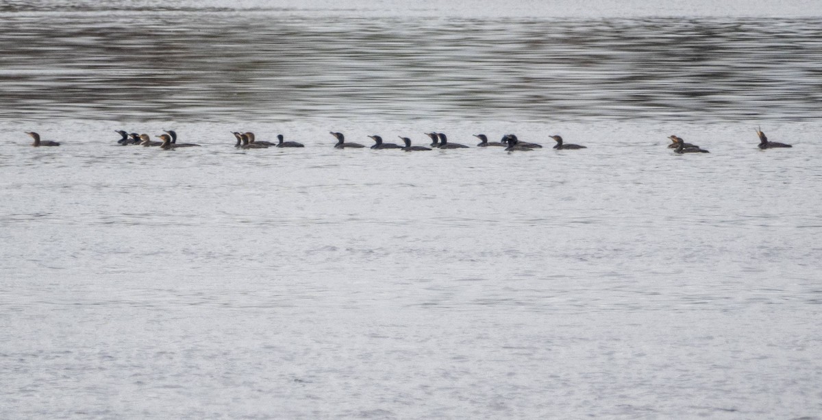 Double-crested Cormorant - ML619508245