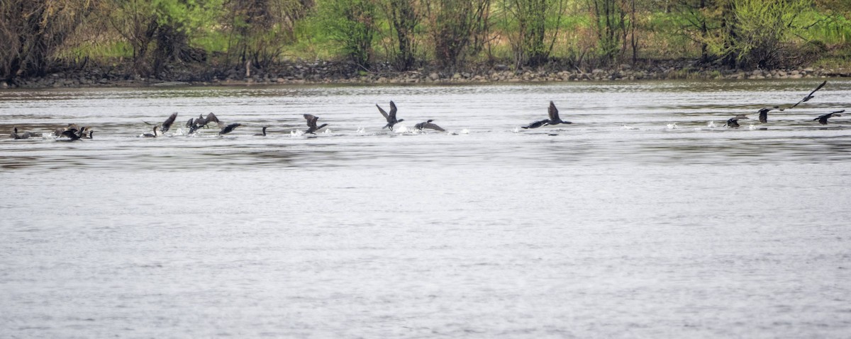 Double-crested Cormorant - Matt M.