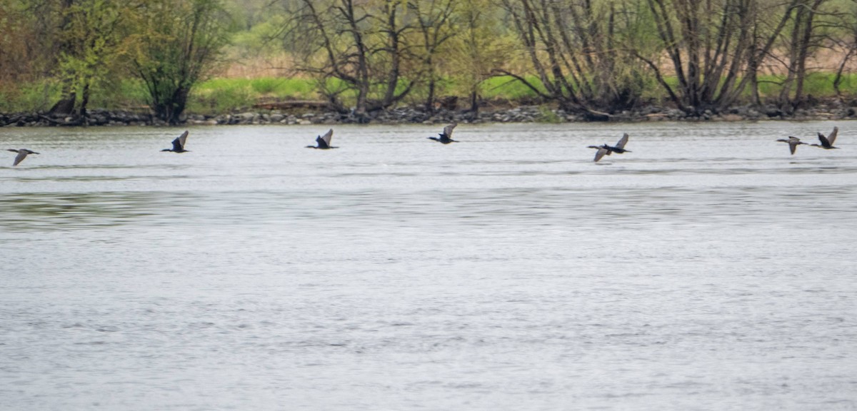 Double-crested Cormorant - ML619508247