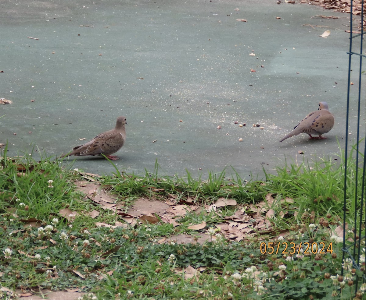 Mourning Dove - Susan Leake