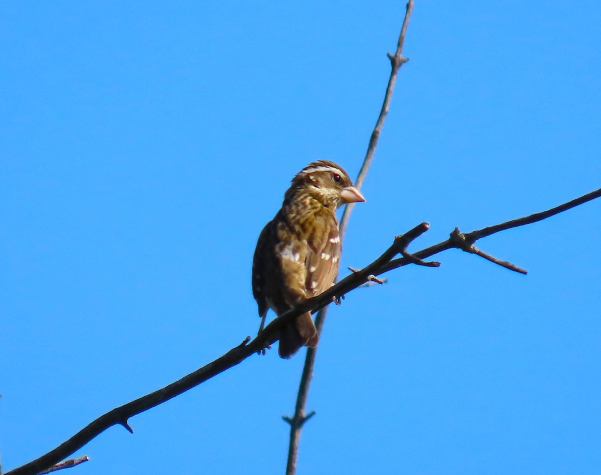 Rose-breasted Grosbeak - Pat Sterbling