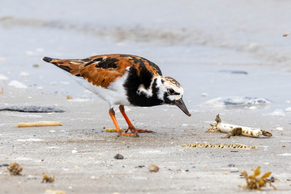 Ruddy Turnstone - ML619508256