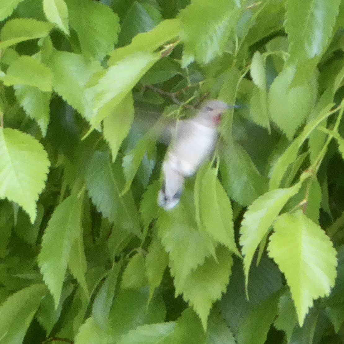 Anna's Hummingbird - Anonymous