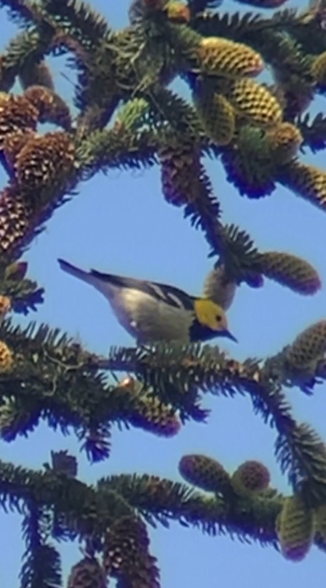 Hermit Warbler - John Kingeter