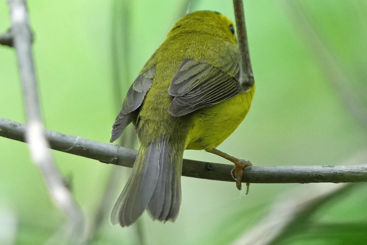 Wilson's Warbler - Robert Goss