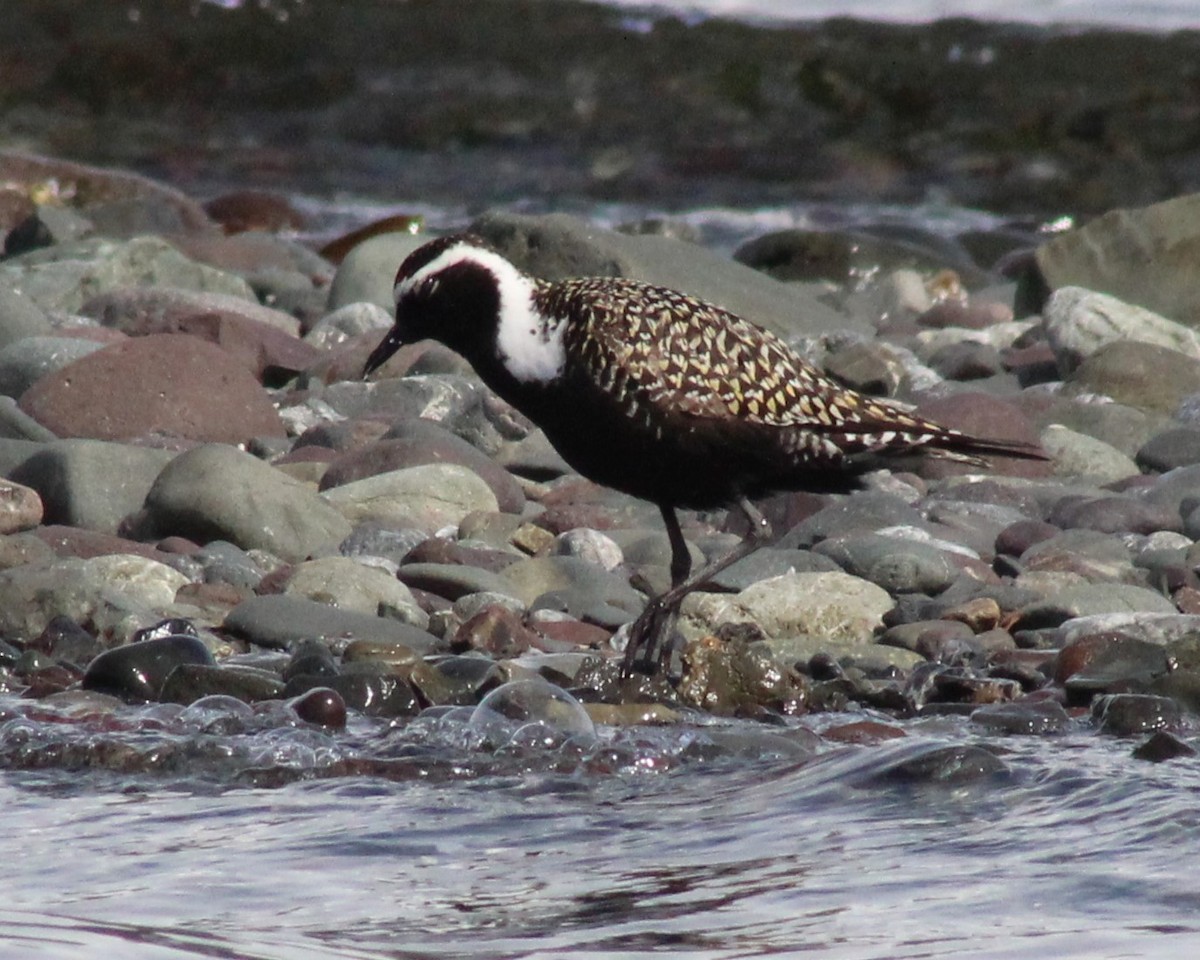 American Golden-Plover - ML619508265