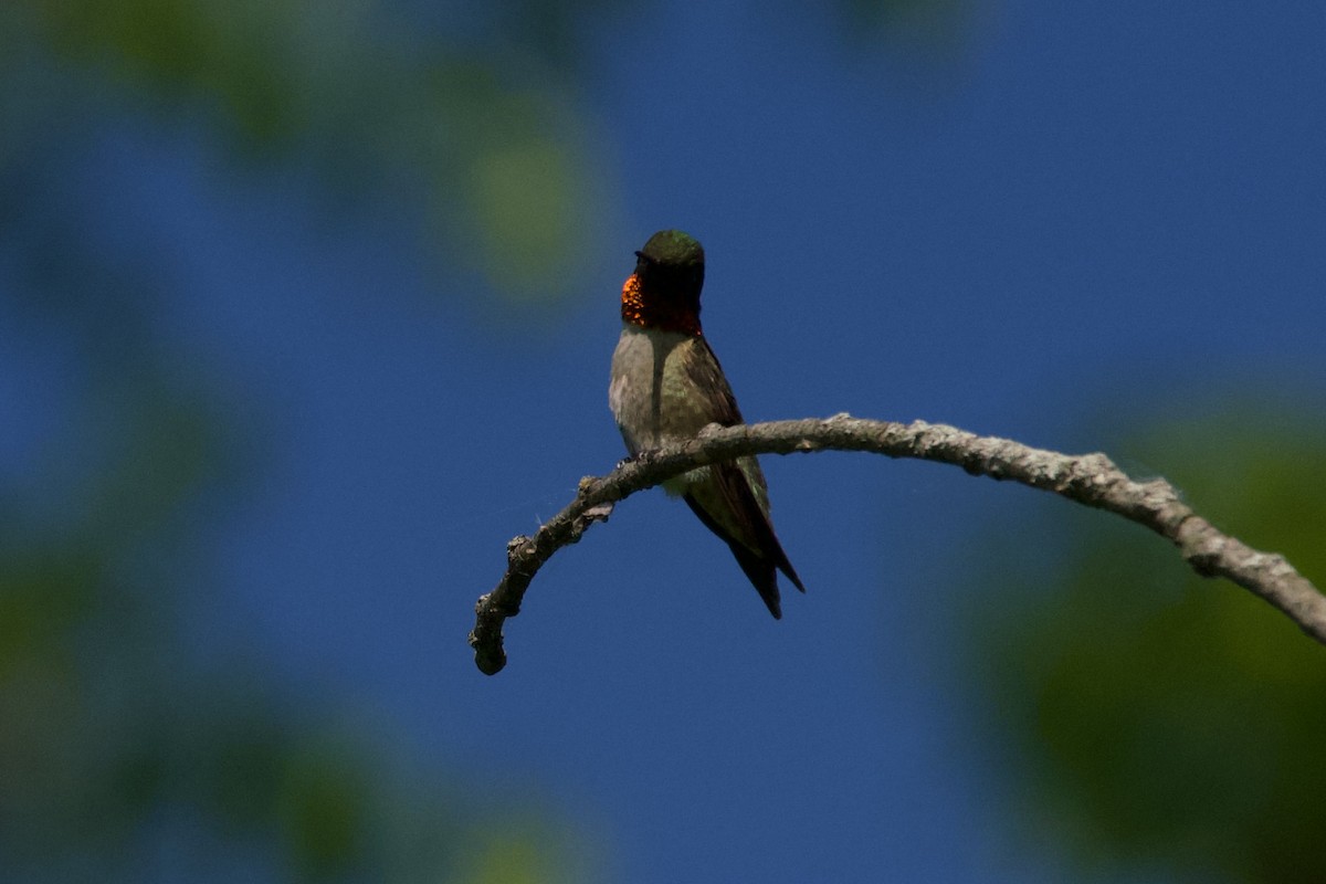 Colibri à gorge rubis - ML619508267