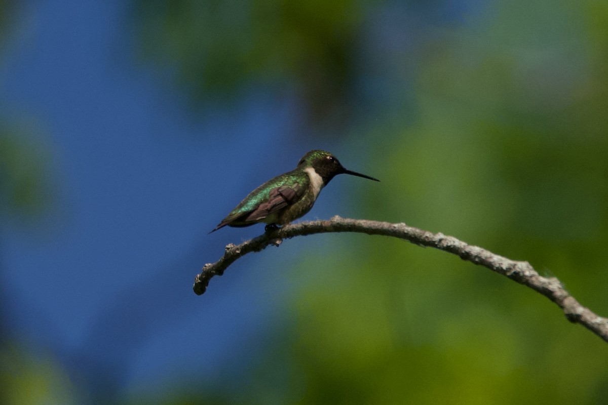Ruby-throated Hummingbird - C.H. Wood