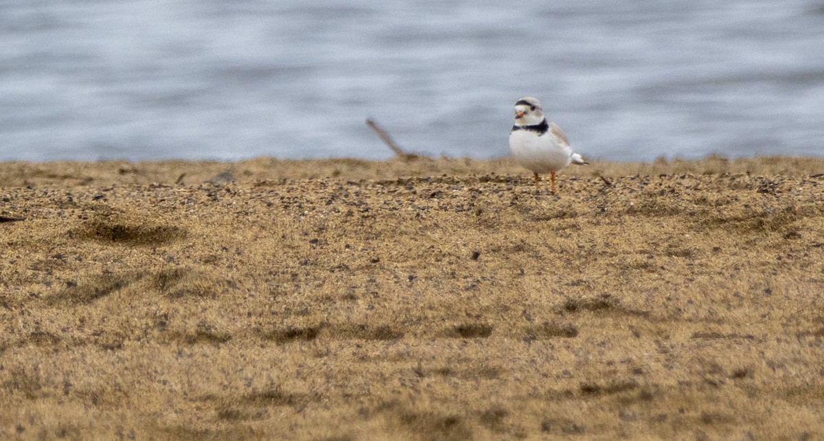 Piping Plover - Matt M.