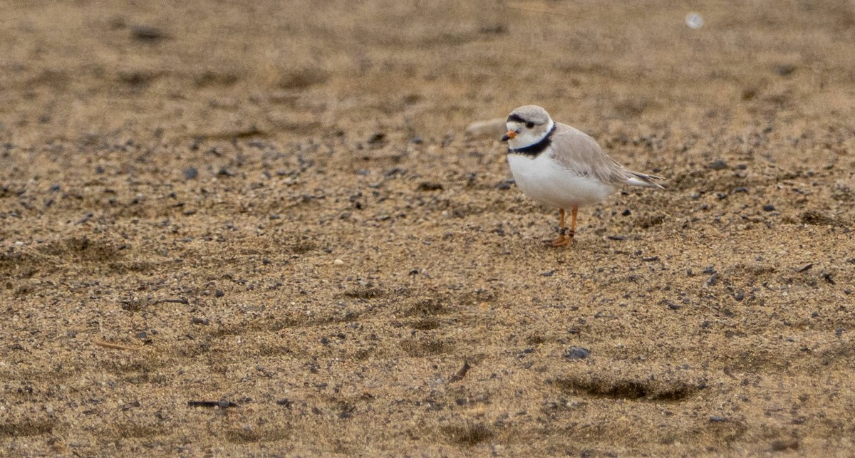 Piping Plover - Matt M.