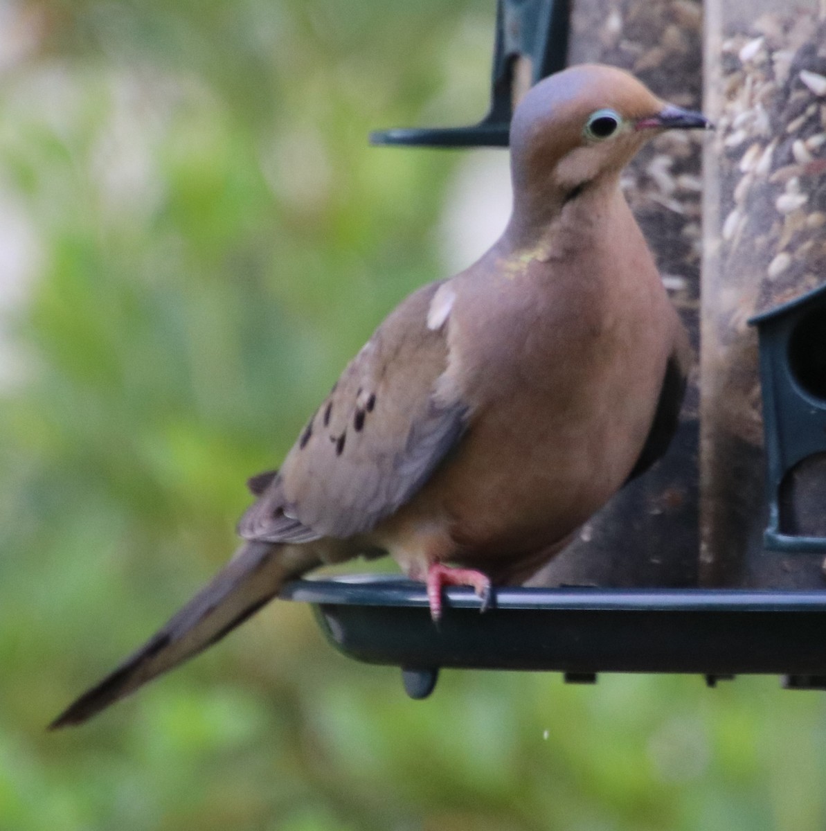 Mourning Dove - Betty Thomas