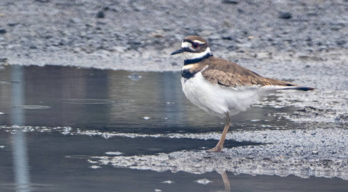 Killdeer - Matt M.