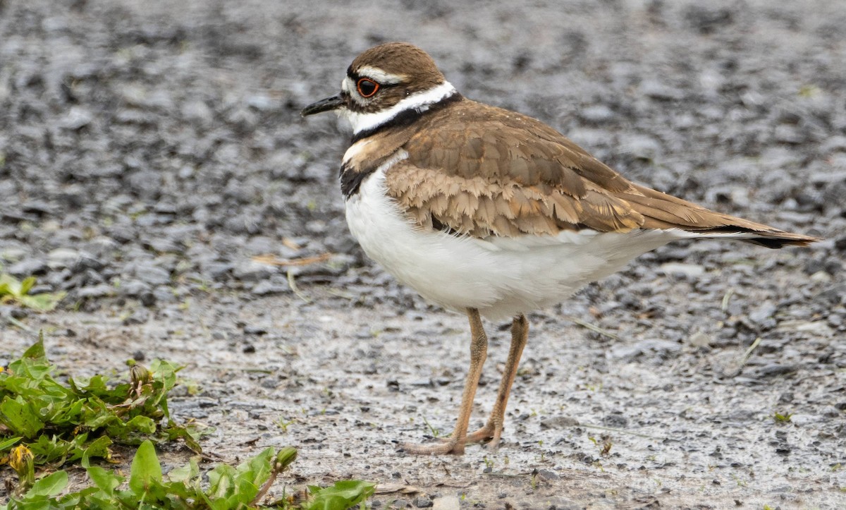 Killdeer - Matt M.