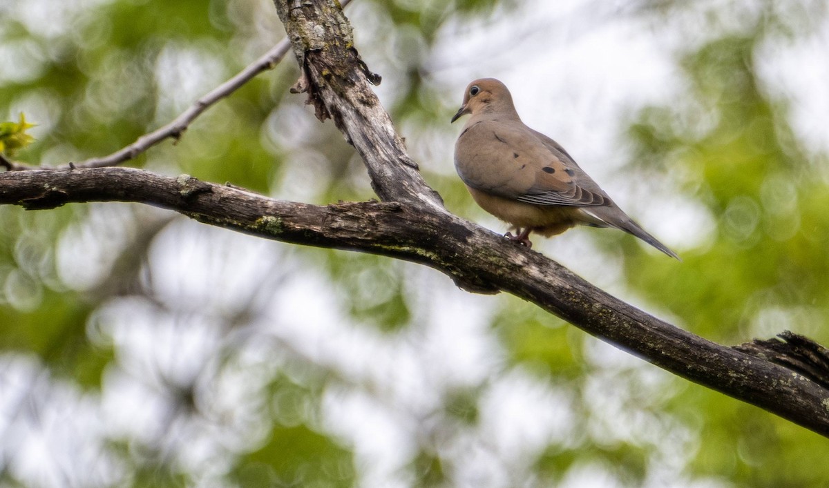 Mourning Dove - ML619508282