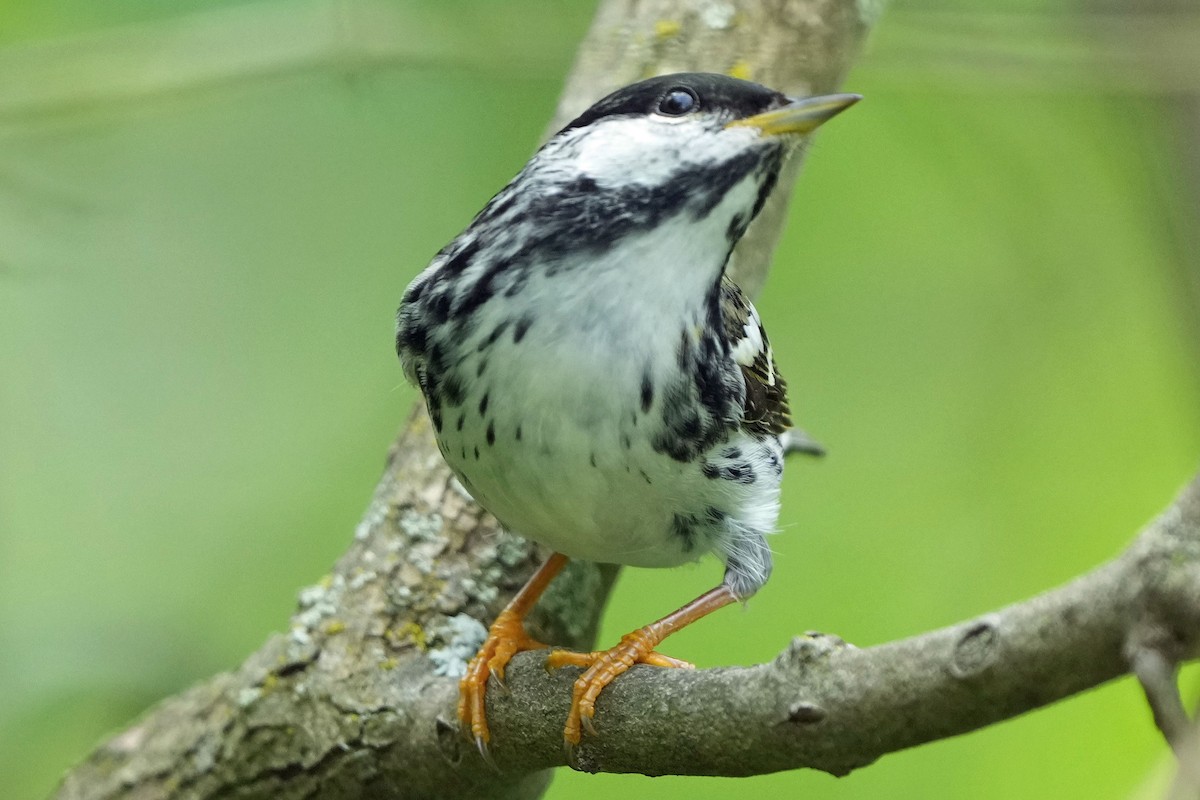 Blackpoll Warbler - Robert Goss