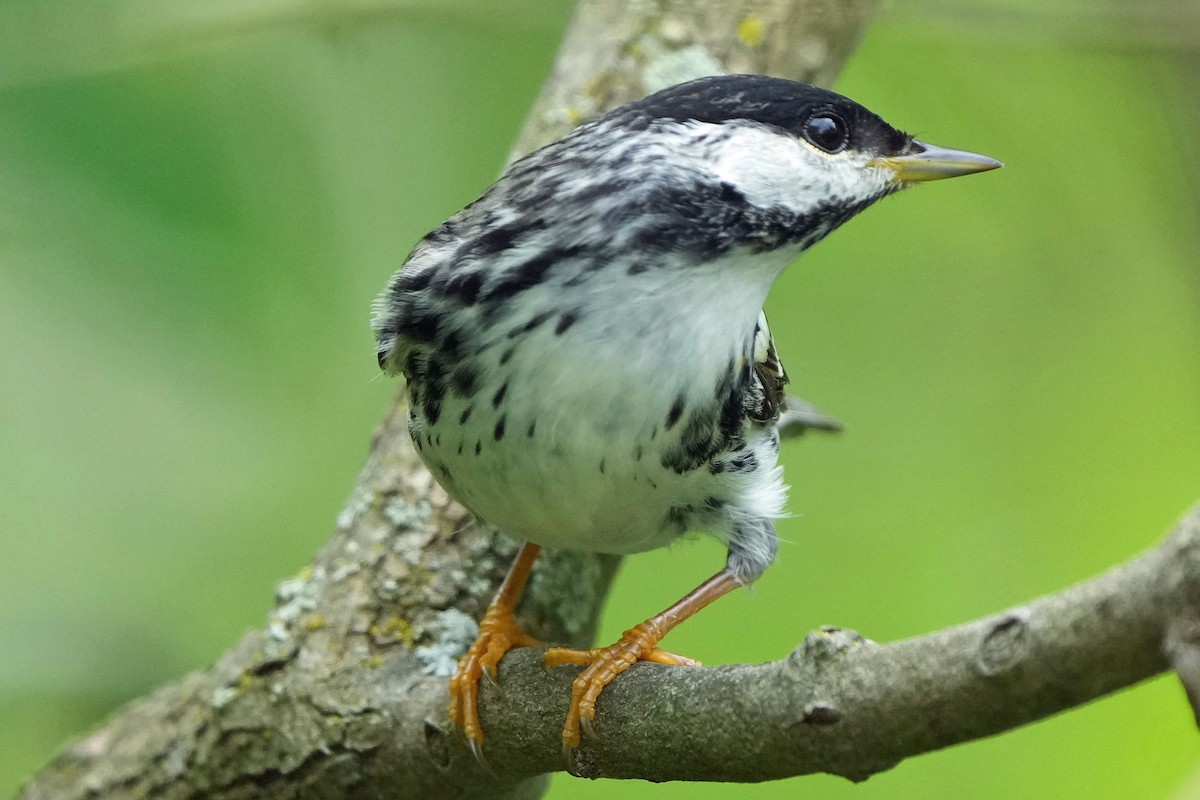 Blackpoll Warbler - Robert Goss