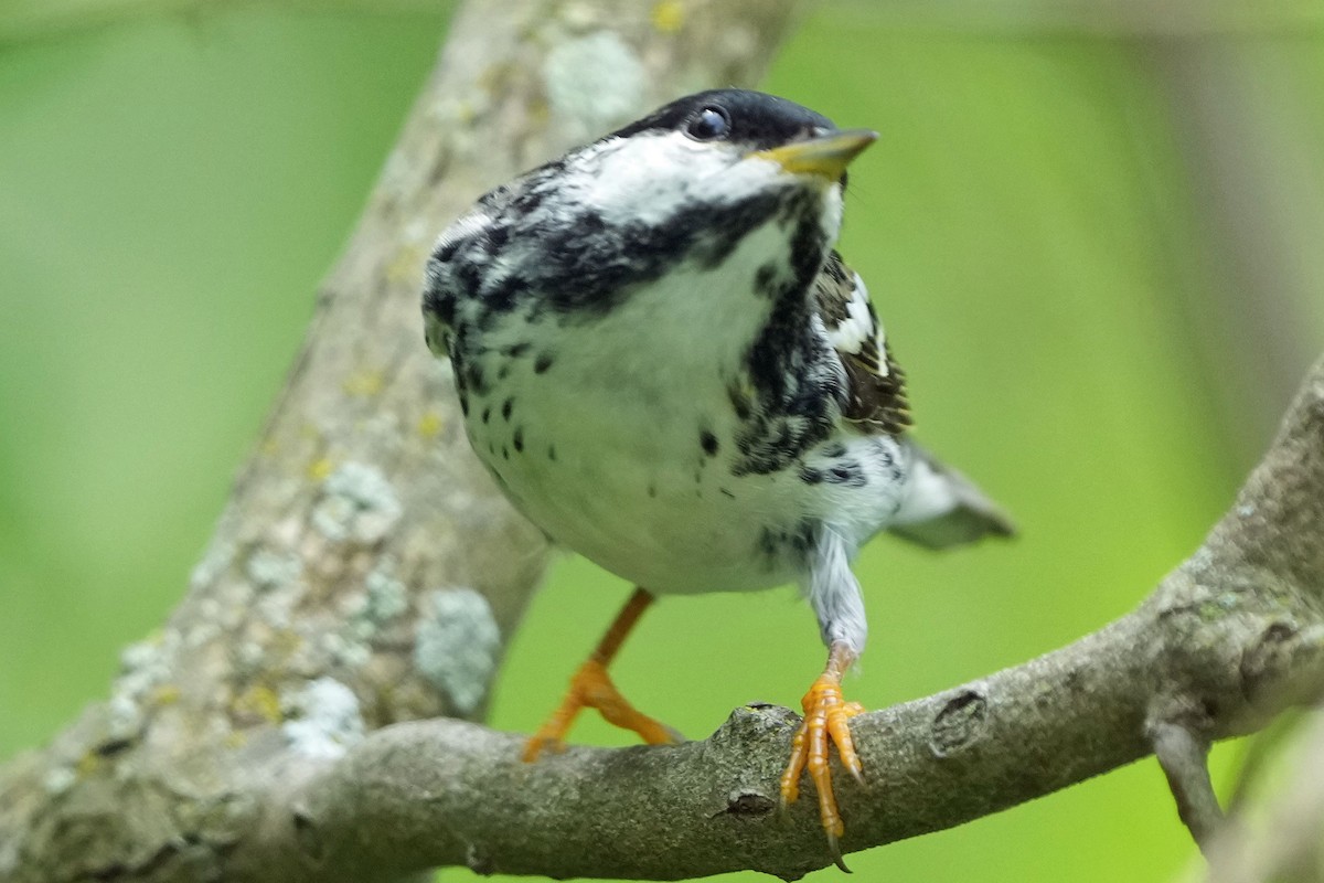 Blackpoll Warbler - Robert Goss