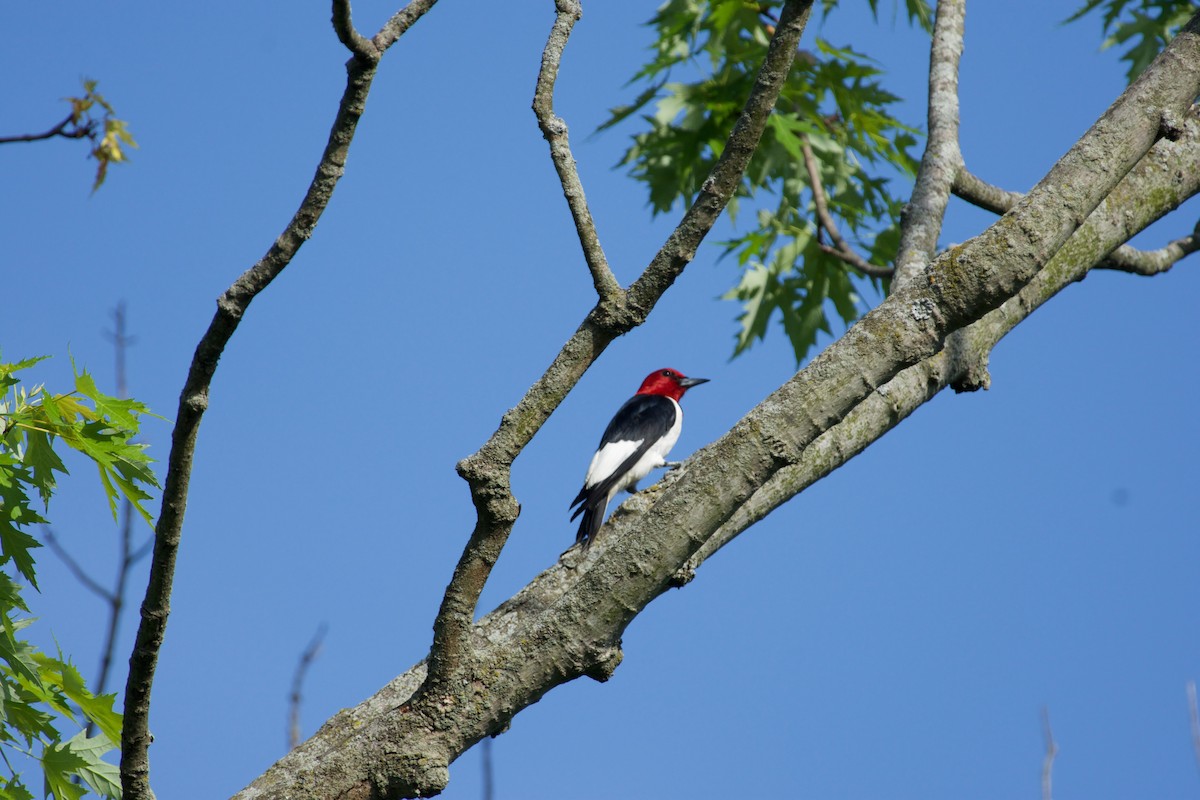 Red-headed Woodpecker - C.H. Wood