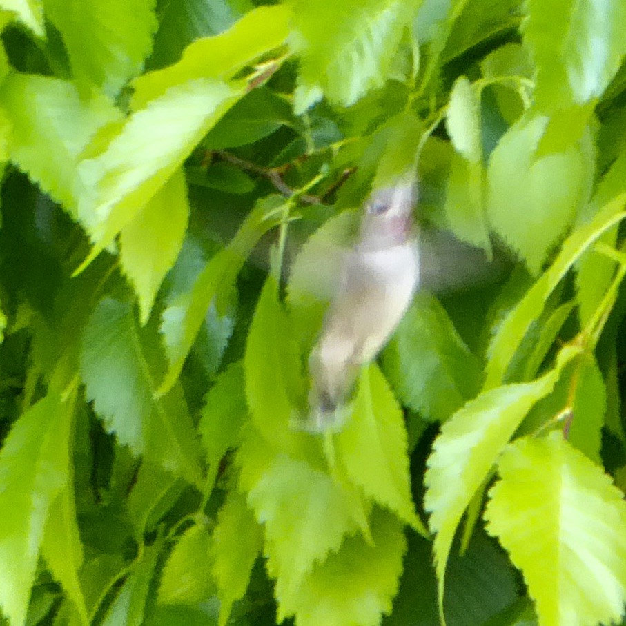 Anna's Hummingbird - Anonymous