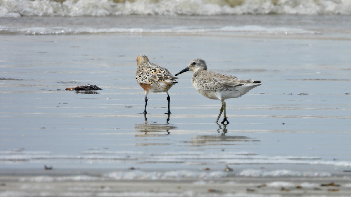 Red Knot - Charlotte Chehotsky