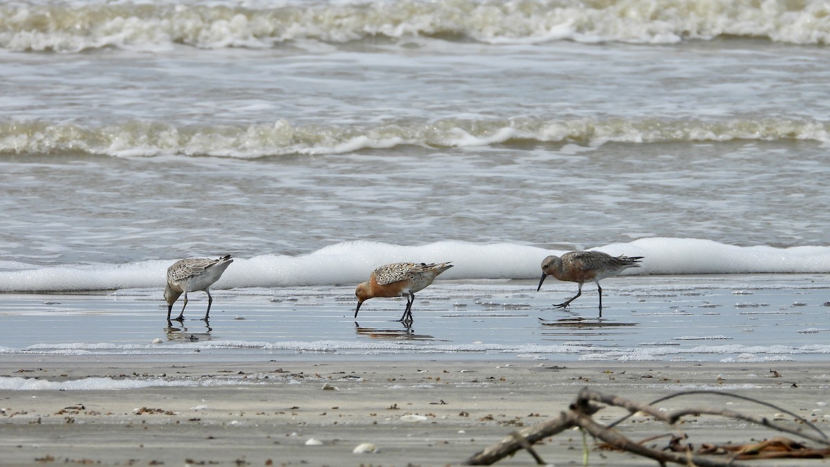 Red Knot - Charlotte Chehotsky