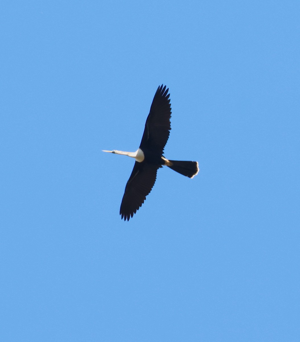 Anhinga - Bob Sicolo