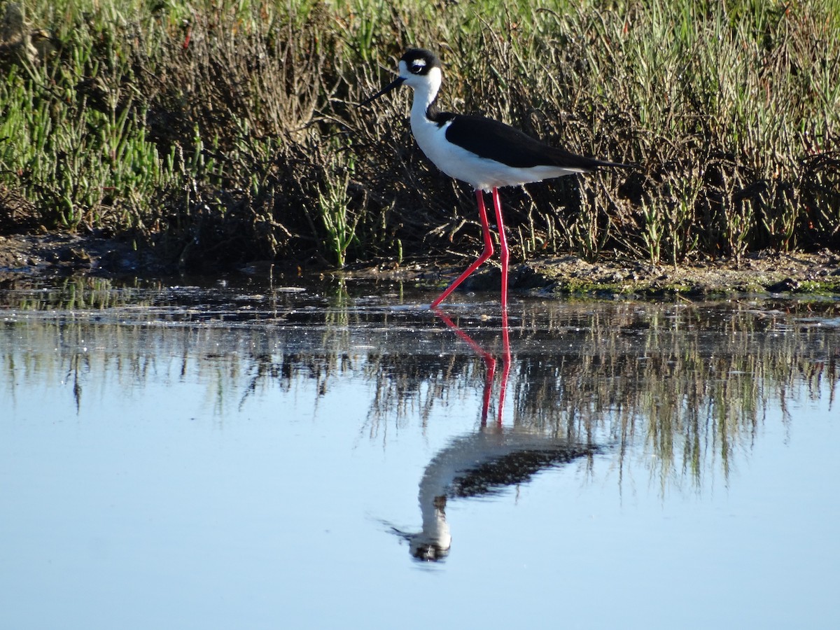 Black-necked Stilt - Ciara Kelly