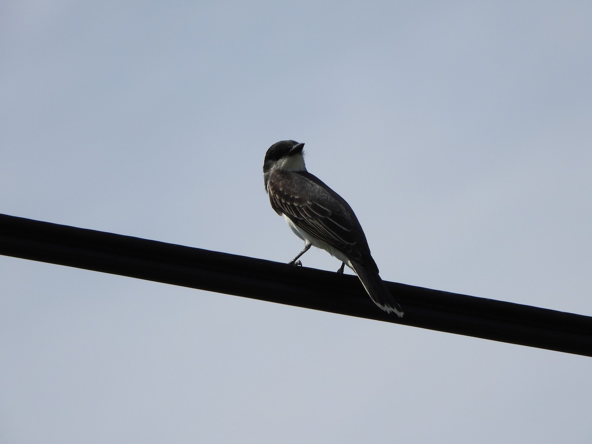 Eastern Kingbird - Rick Luehrs