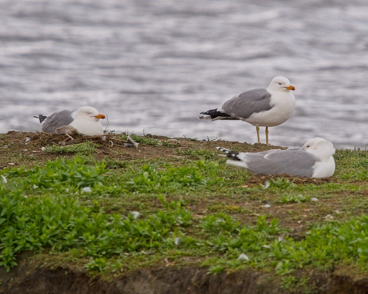 Gaviota Californiana - ML619508301