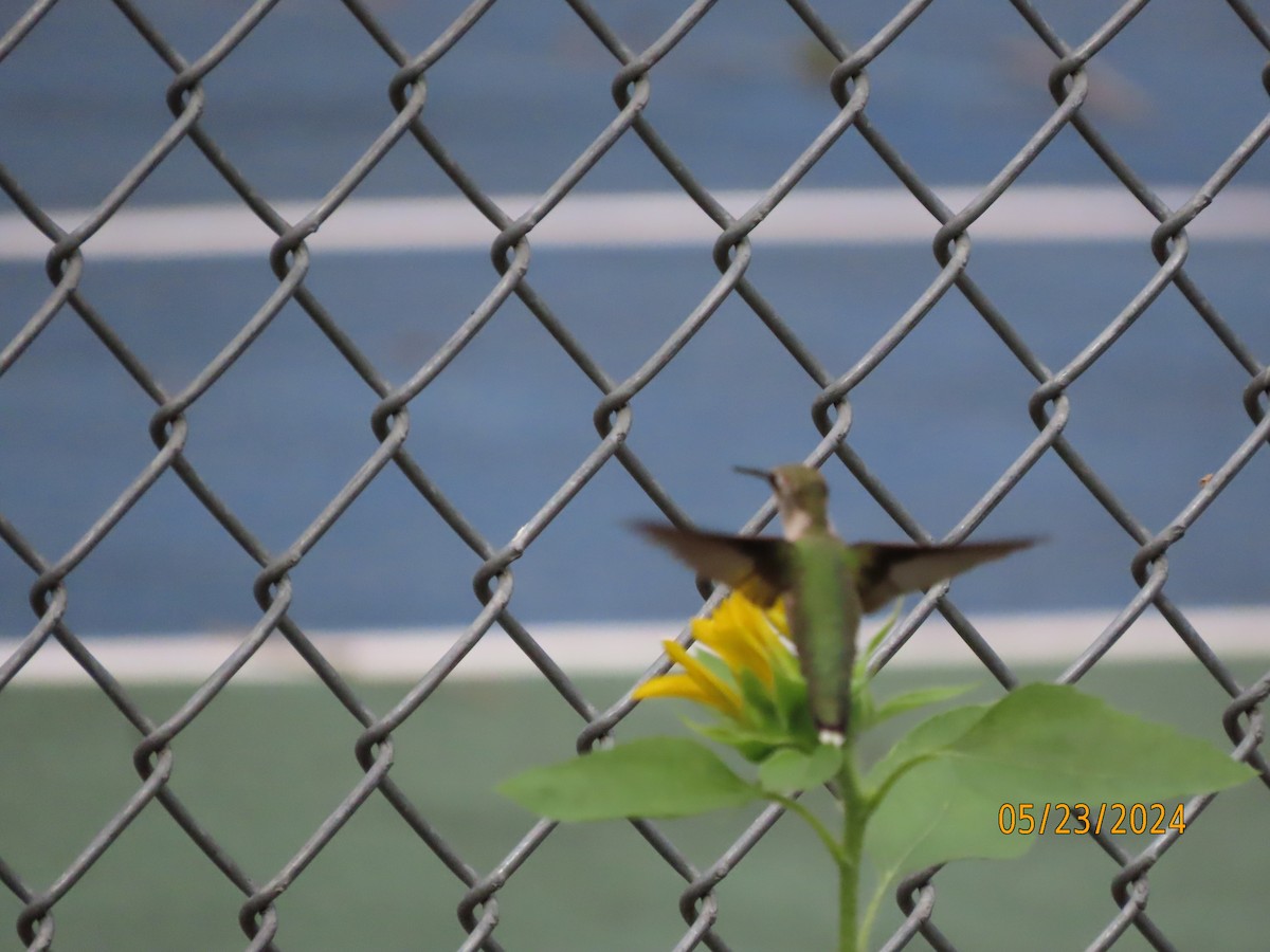 Ruby-throated Hummingbird - Susan Leake