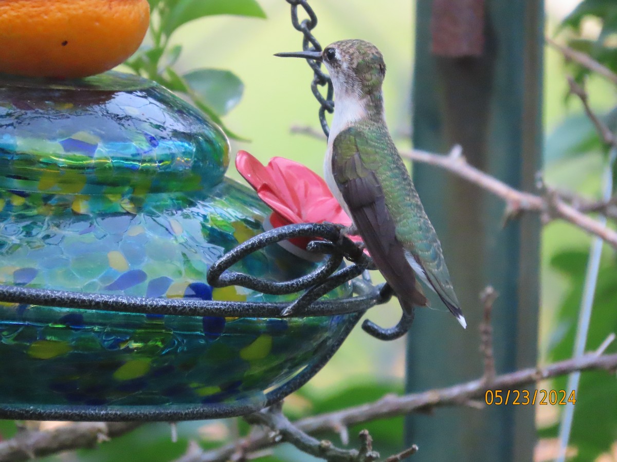 Ruby-throated Hummingbird - Susan Leake