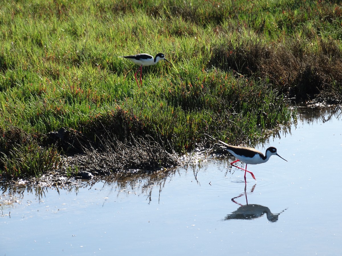 Black-necked Stilt - Ciara Kelly